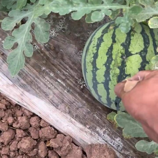 大棚美都西瓜