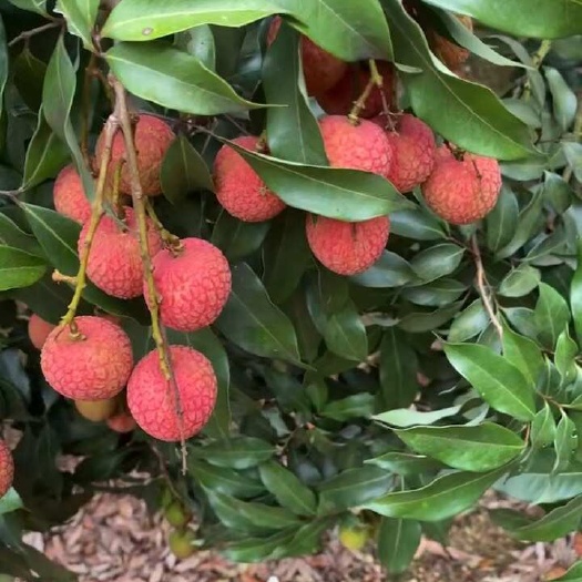 灵山县广西灵山荔枝