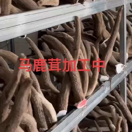 昭苏县鹿茸