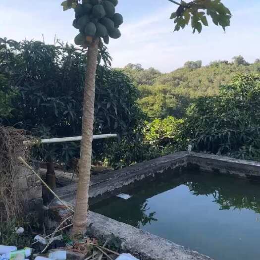 三亚海南三亚果地出租