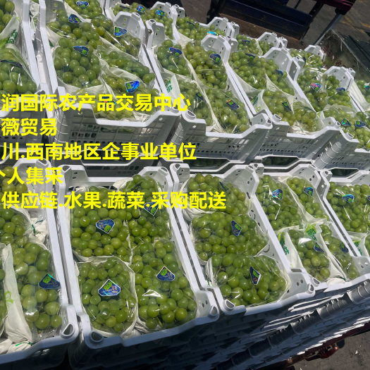 彭州市四川彭州.攀枝花阳光玫瑰自有基地直销.成都水果蔬菜批发.配送