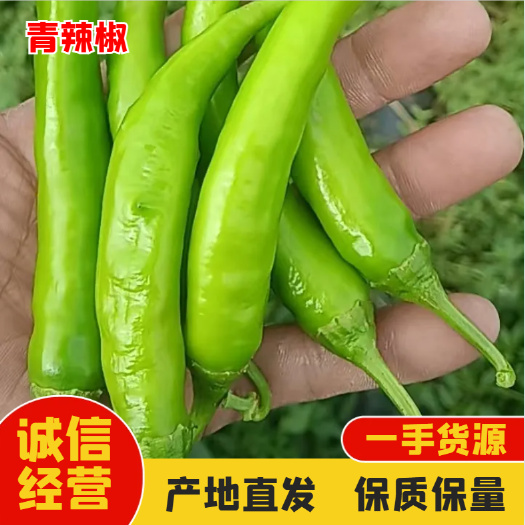 鸡泽县青杭椒 大量上市 精挑细选 支持任何包装