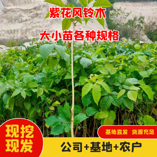 漳州紫花风铃木苗场直发，优质货源，欢迎全国新老客户来电看货