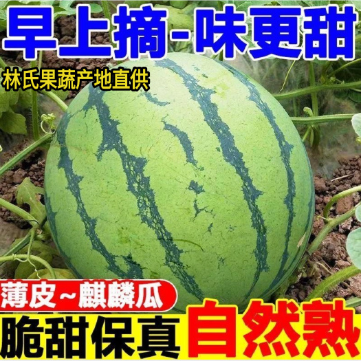 扶沟县【精品麒麟瓜】美都麒麟西瓜新鲜冰糖皮薄甜西瓜有籽现摘现发