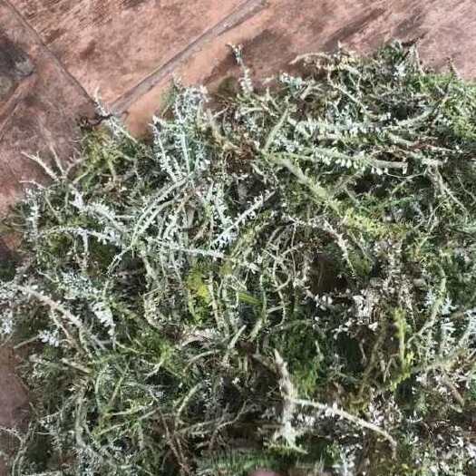 甘肃特产鹿角菜干货 天然深海海藻类食材