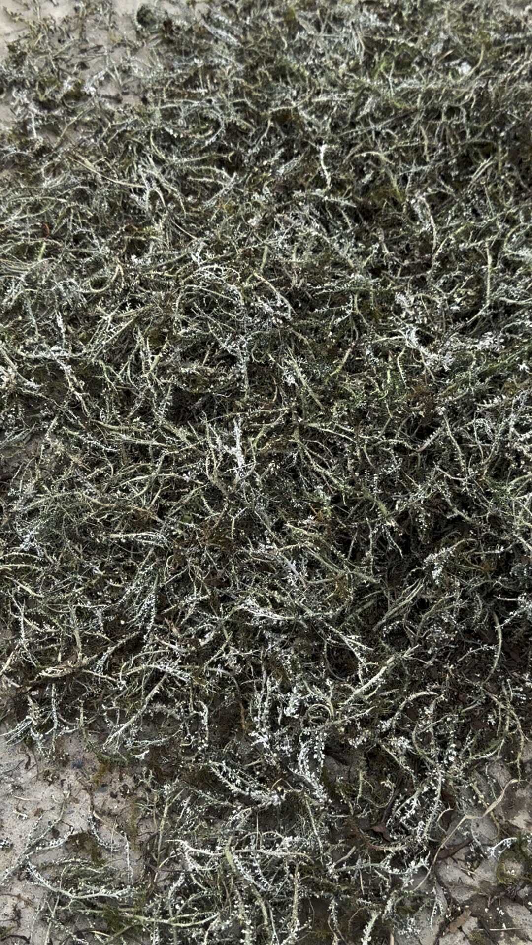 甘肃特产鹿角菜干货 天然深海海藻类食材