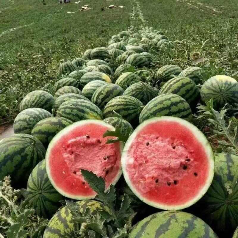 美都有籽大西瓜现摘现发麒麟西瓜有籽薄皮西瓜