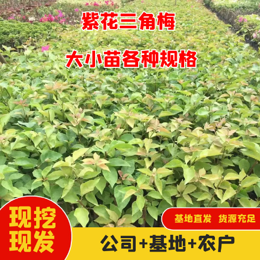 紫花三角梅 基地批发三角梅小苗，现挖现发，技术支持