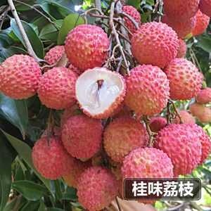 北流市桂味荔枝