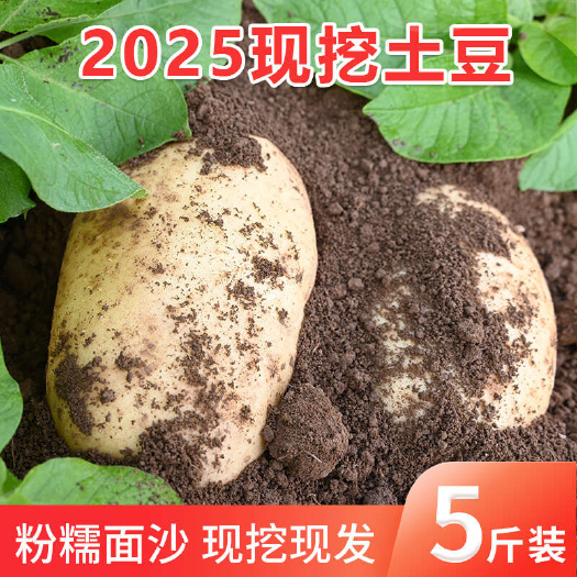 临洮县甘肃定西高原旱沙地黄皮黄心土豆马铃薯