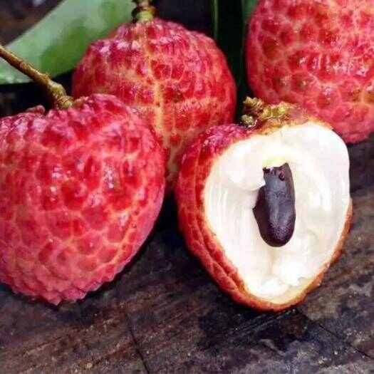 仙进奉荔枝