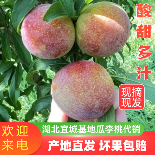 湖北宜城八宝丹青脆李子脆甜多汁自家农户种植产地直发