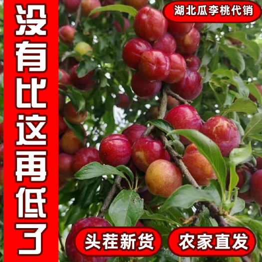 湖北红宝石脆李嘎嘎脆樱桃李子红心李奥洲红产地直发
