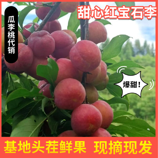 湖北宜城红宝石李子红心李新鲜酸甜脆鸡血李产地直发