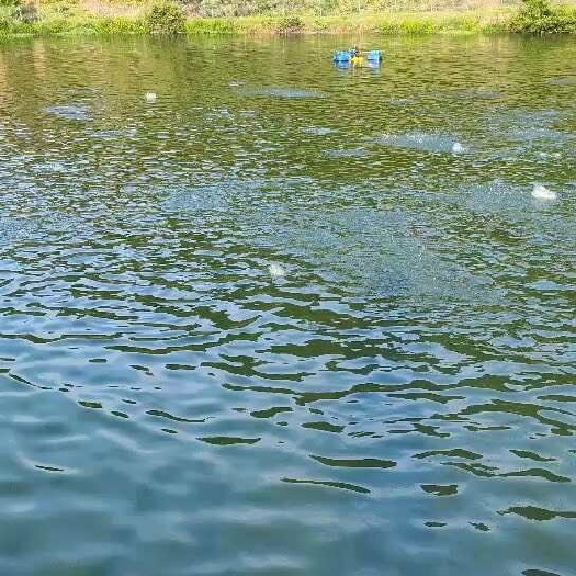 南安市加州鲈，8两至1.5斤规格