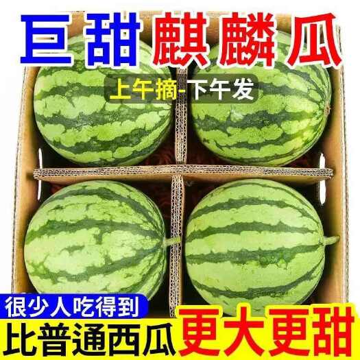 美都有籽大西瓜现摘现发麒麟西瓜有籽薄皮西瓜