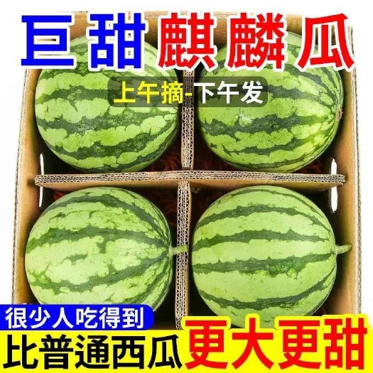 扶沟县美都有籽大西瓜现摘现发麒麟西瓜有籽薄皮西瓜