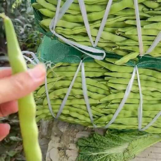 會理市大青豆，質(zhì)量不錯