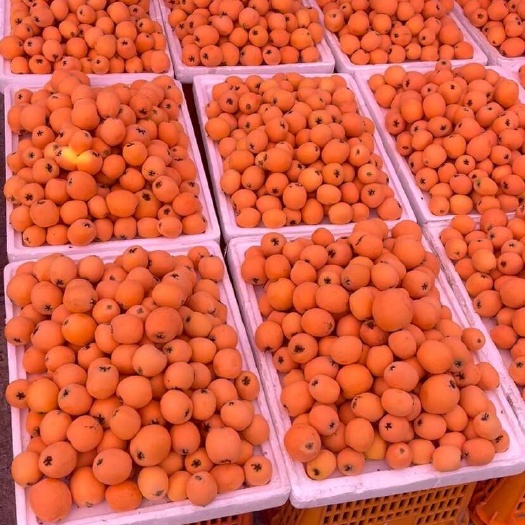 雅安石棉本地现摘大枇杷，皮薄肉厚核小，汁水像蜂蜜一样甜，新鲜