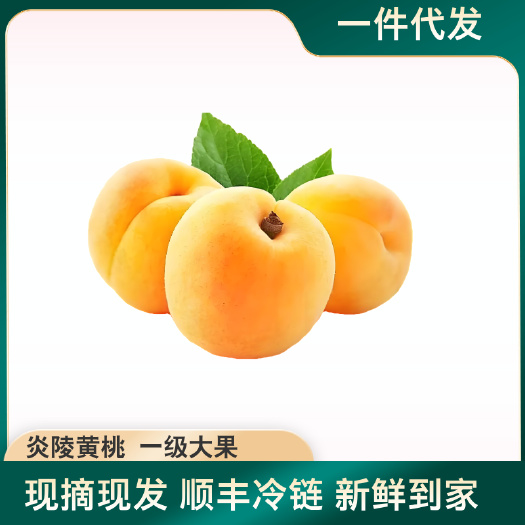 炎陵县自家果园尝鲜装炎陵黄桃高山种植一件代发