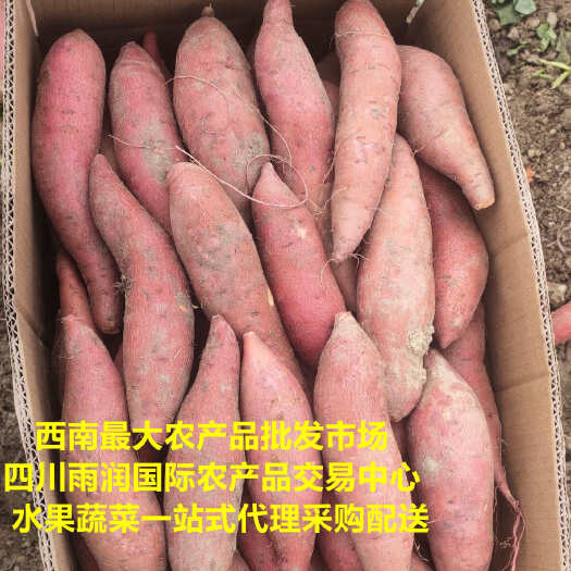 彭州市四川红薯/沙地蜜薯.四川成都水果蔬菜批发.生鲜配送