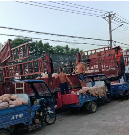 枝江市老王卖瓜，密本南瓜，湖北产地直发，欢迎新老客户来电订购