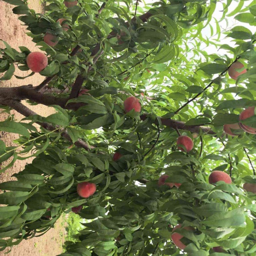 莒南县顺丰发货水蜜桃现摘现发产地直发甜蜜多汁
