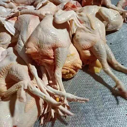 三黄鸡散养的，鲜香正宗，品质甄选，品质保障