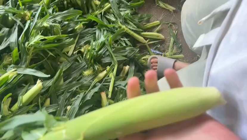 通海县精品玉米笋902品种