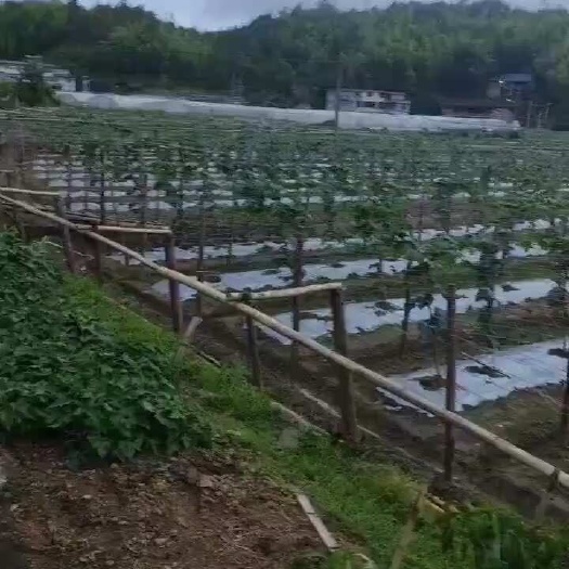 高山丝瓜