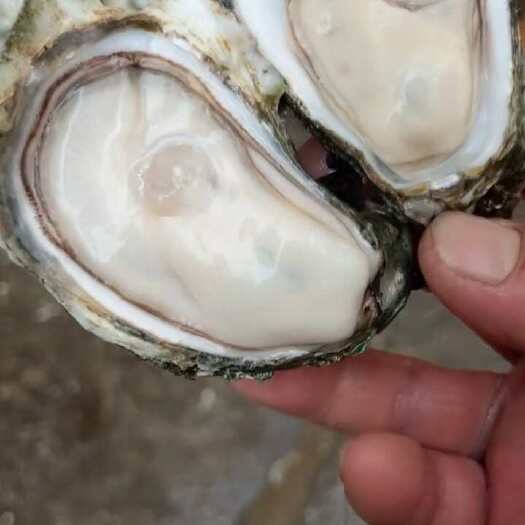 北海长期大量专业白蚝