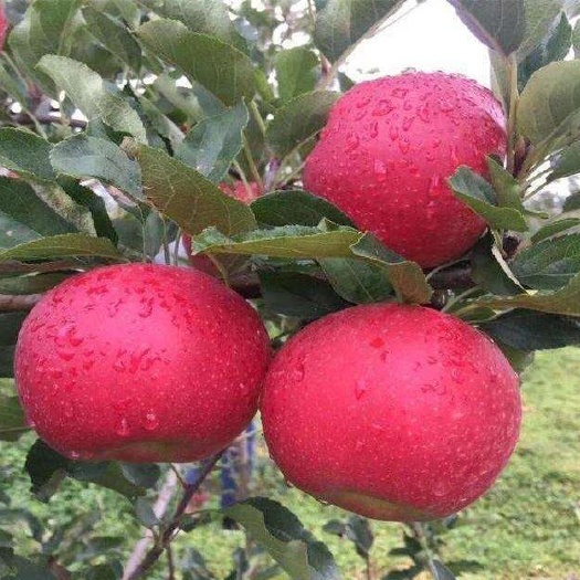 月香苹果种苗：特早熟品种