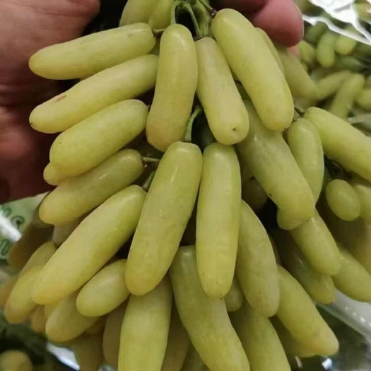 昌黎县兰博基尼葡萄种苗：极早熟欧亚种