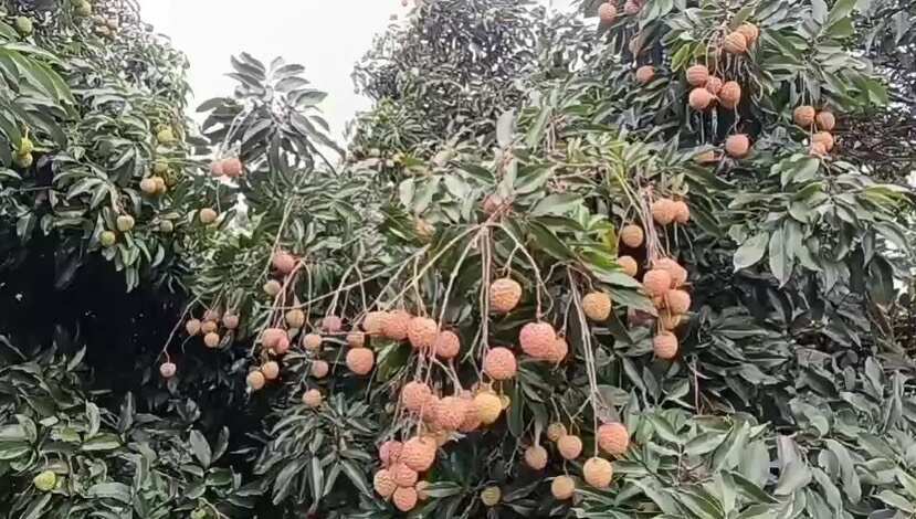 博罗县桂味荔枝