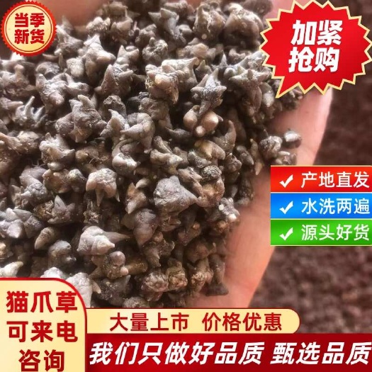 淮滨县猫爪草无硫货水洗两遍 量大可谈 优惠一步到位