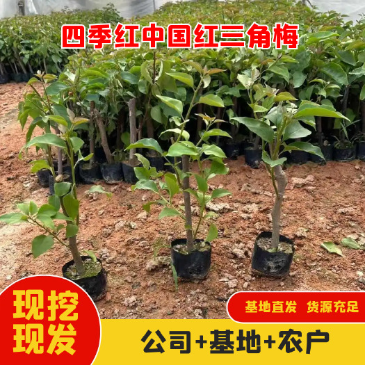 四季红中国红三角梅，基地培育，一手货源，价格美丽