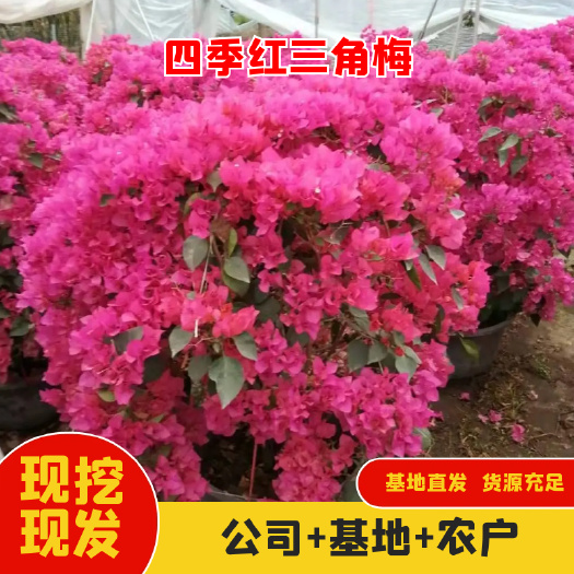 四季红三角梅 1.0~1.5米，基地直发，一手价格货源
