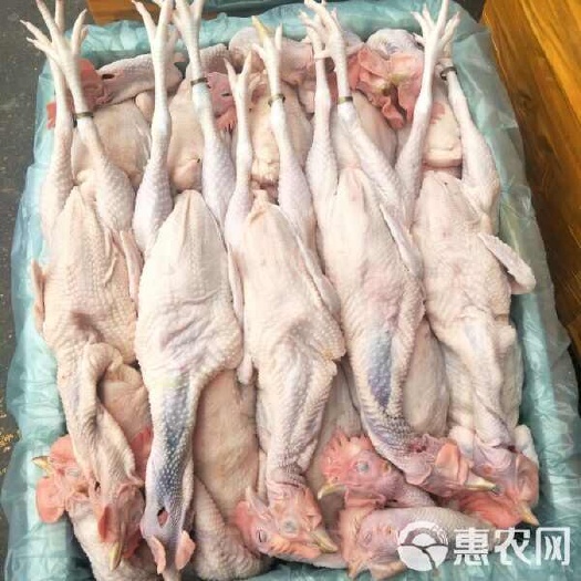佛山三黄鸡，，一手货源，品质保障