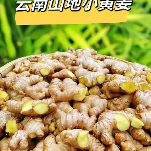 罗平县云南小黄姜生姜新鲜现挖
