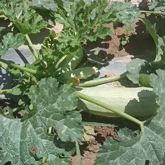 惠民县儿时的回忆，白花老葫芦