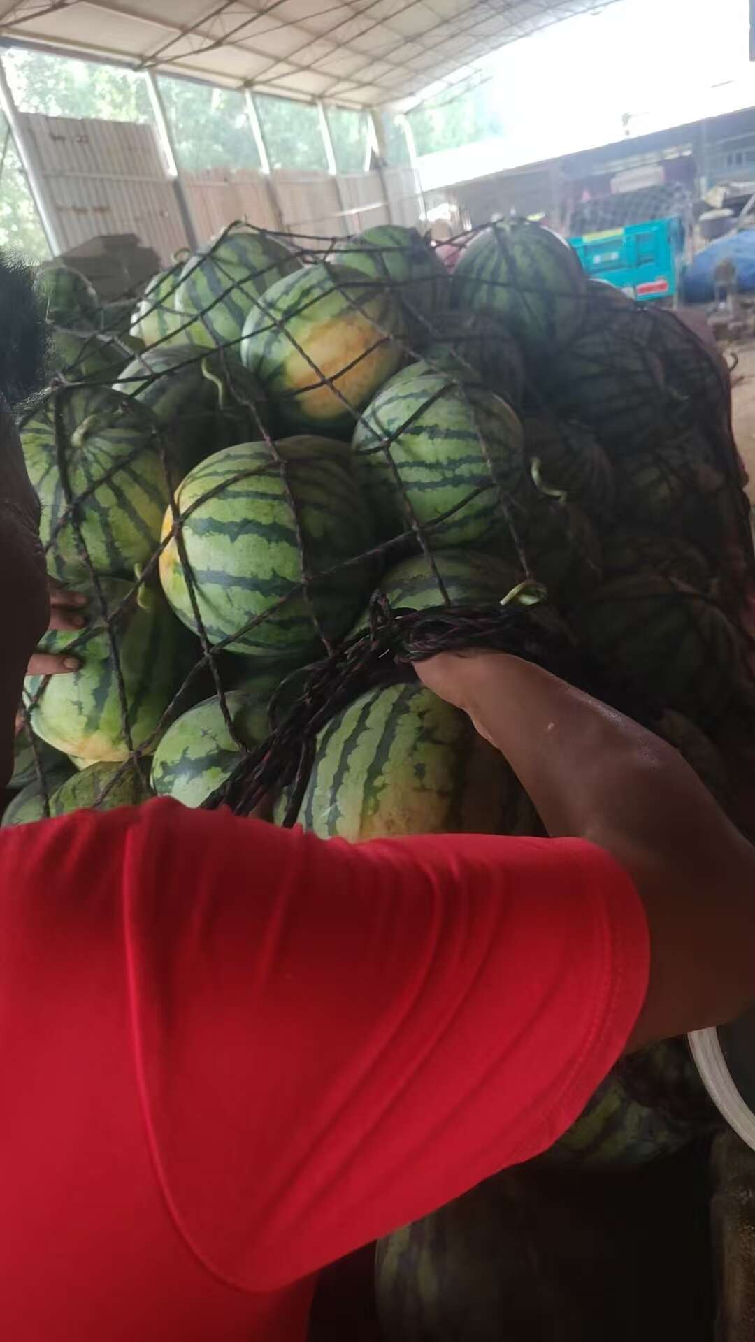 25年新瓜，产地直发美都西瓜，欢迎咨询，量大价优
