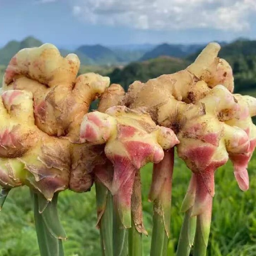 罗平县云南小黄姜 新鲜现挖老姜