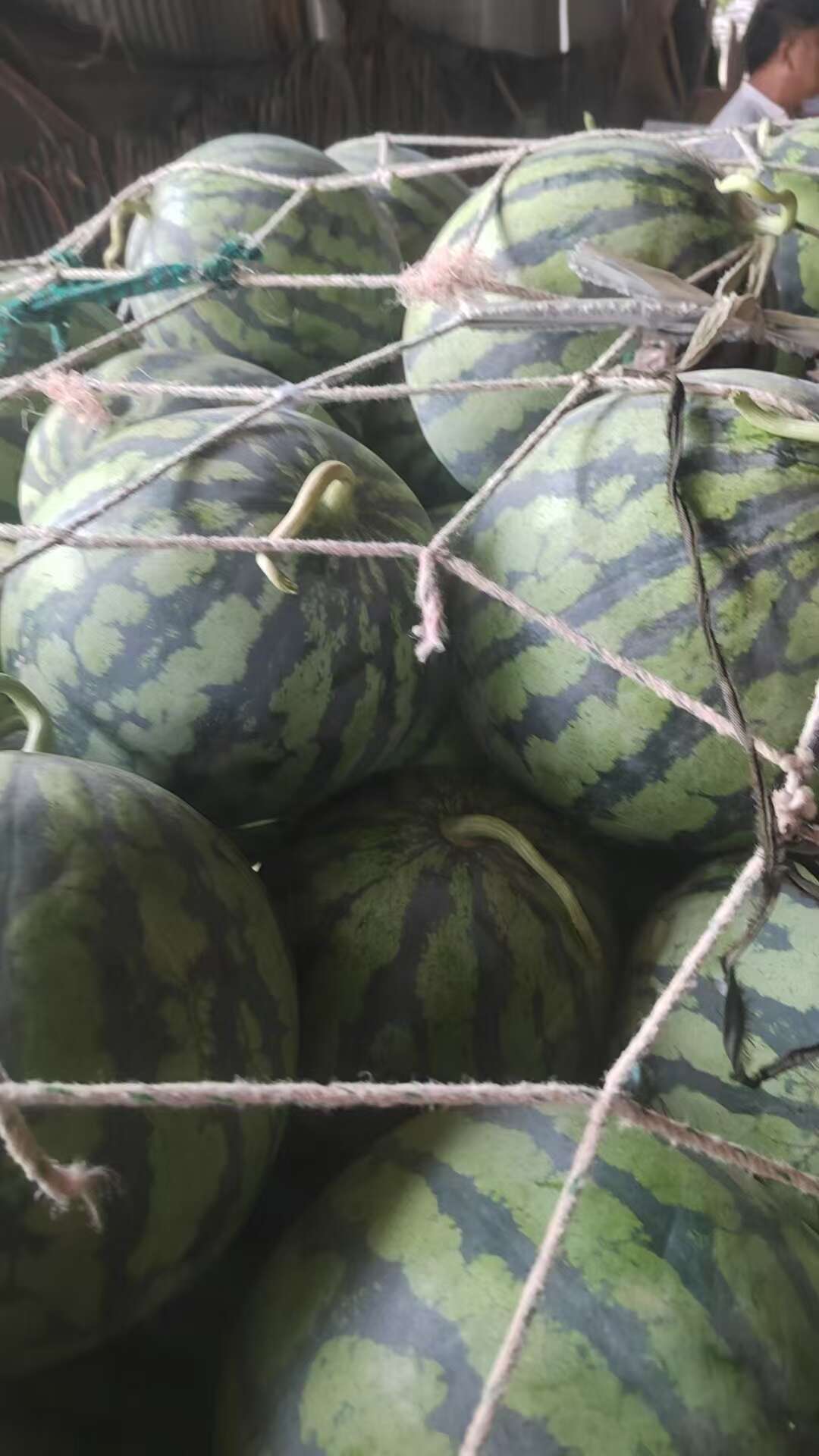 25年新瓜，产地直发美都西瓜，欢迎咨询，量大价优