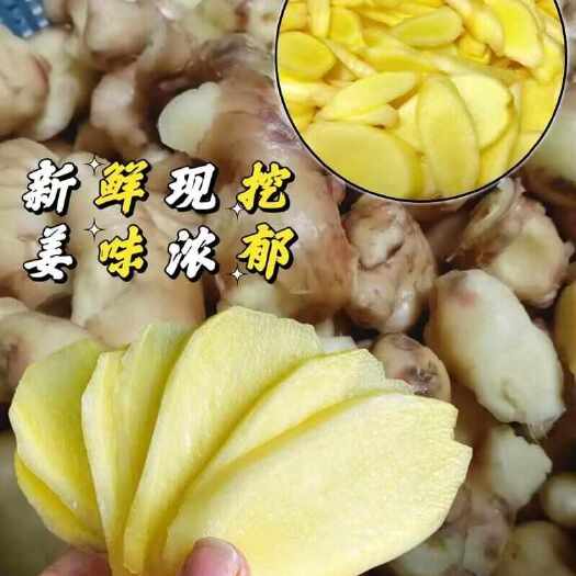 罗平县正宗云南高山小黄姜 老黄姜特辣味浓