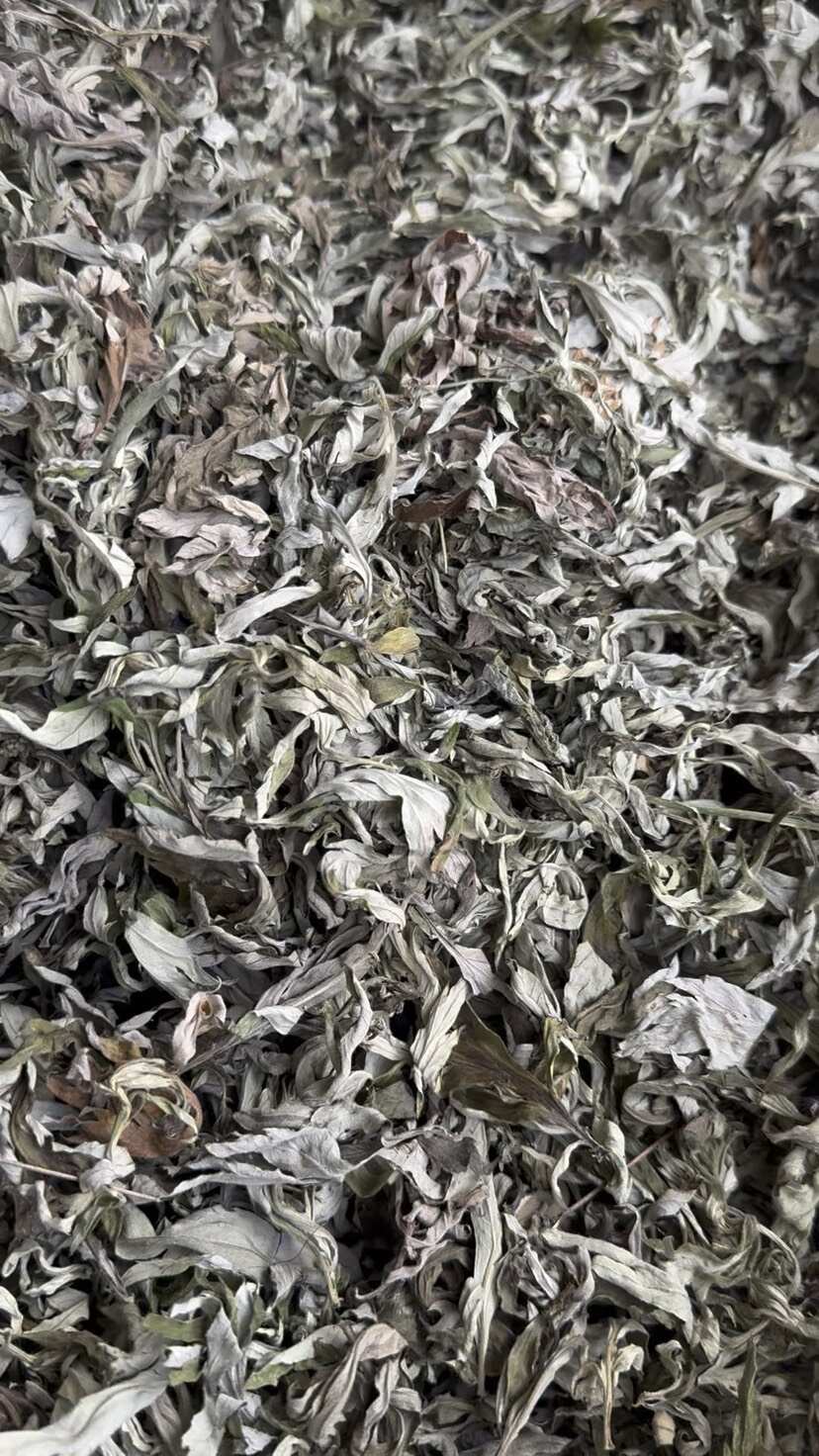 艾草 优质艾叶 干度好 含量高 产地直销 量大从优