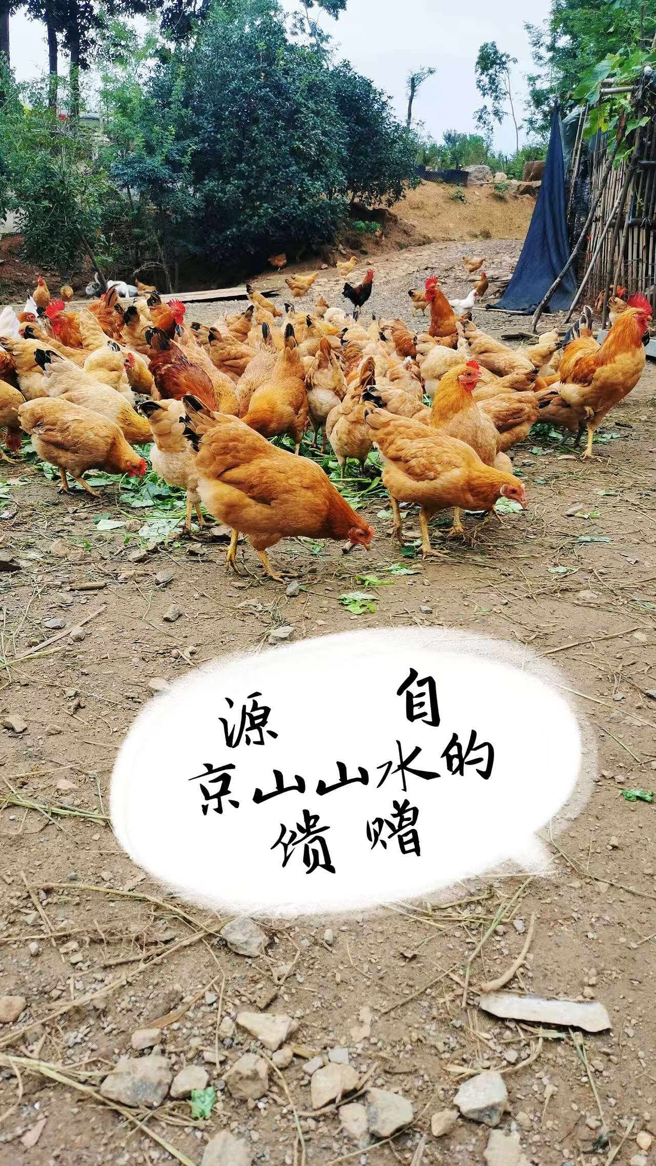 散养土鸡 公鸡母鸡都有 白条快递，货在湖北京山。