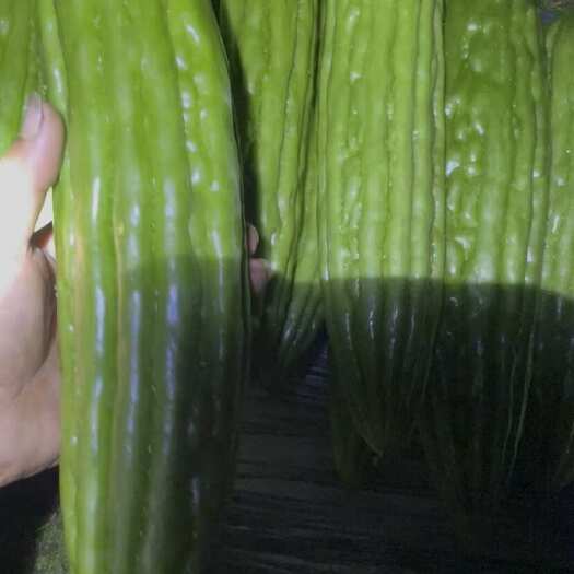 英德市苦瓜，黄子种苗