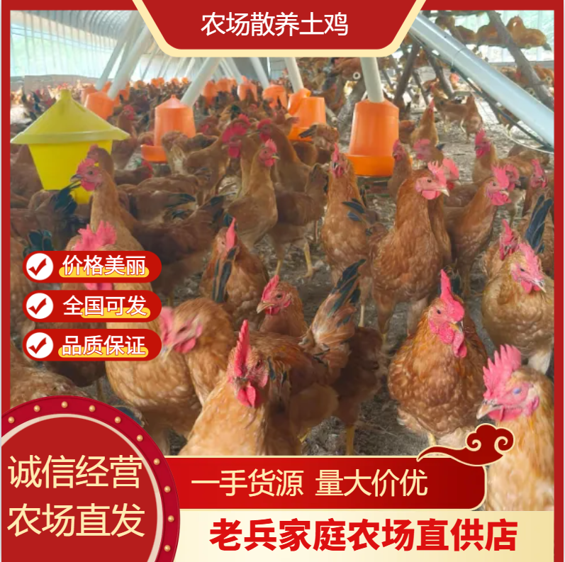 散养土鸡 公鸡母鸡都有 白条快递，货在湖北京山。