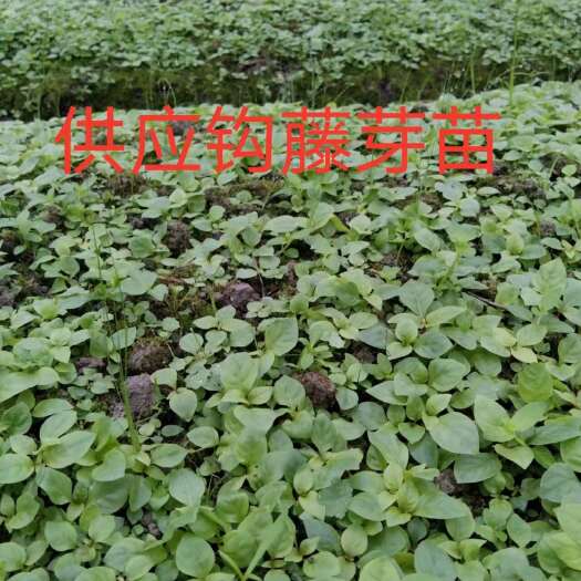 靖州县钩藤芽苗 苗子健壮 根系发达 技术指导