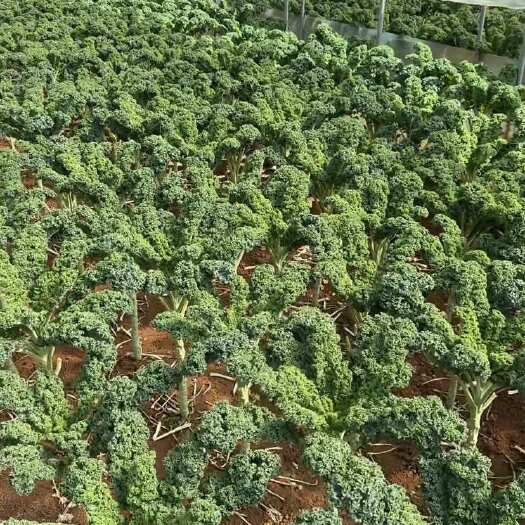 新鲜采摘云南昆明晋宁羽衣甘蓝优质叶菜批发供应